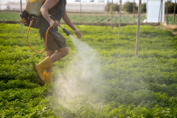 Best Wasp Removal Services  in Santa Teresa, NM
