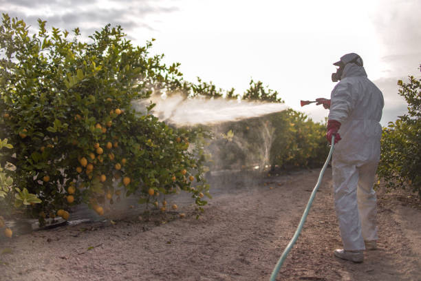 Best Mosquito Control Services  in Santa Teresa, NM
