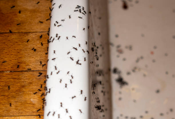 Best Residential Pest Control  in Santa Teresa, NM